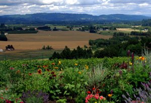 The vineyards and view at in Willamette's Dundee HIlls