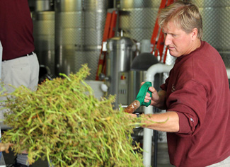 Ted Huber scooping out stems.