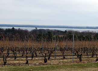 A nice view of Brys vineyard and East Traverse Bay