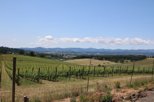 A gorgeous afternoon view of Saffron Fields Vineyards