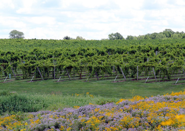 Creekbend Vineyard illustrates what Indiana can do with wine grapes.