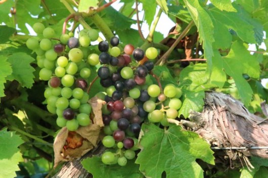 Grapes in Oliver's Creekbend Vineyard starting verasion - or ripening.