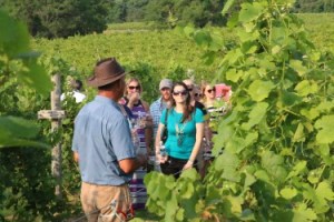 Parker leading wine fans through Creekbend Pinot Grigio vines.