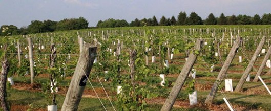 Creekbend vineyard vines in renewal.