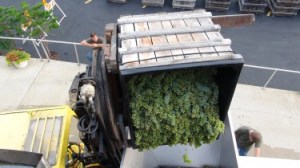 Traminette being delivered to winery in 2014.